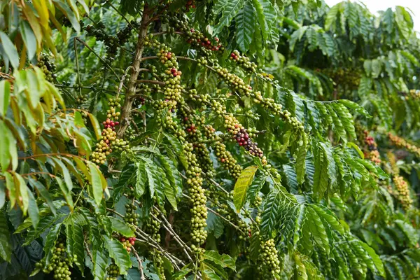 Bahçedeki Kahve Dallarının Önü Hasat Edilmek Üzere Vietnam Bitkileri — Stok fotoğraf