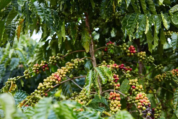 Bahçede Meyve Yüklü Kahve Ağaçlarının Yakın Çekimi Dağlık Bölgelerdeki Çiftçiler — Stok fotoğraf
