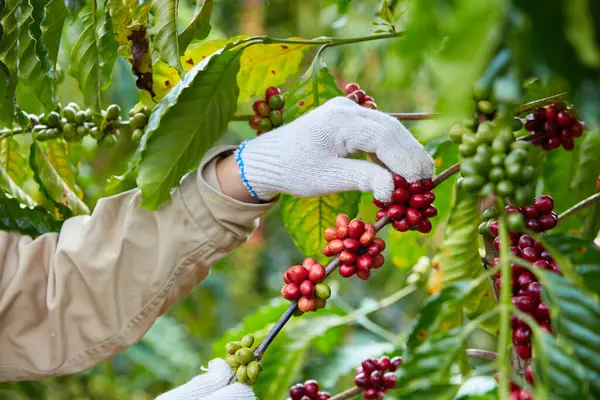 Coffee harvest season is usually in November - December of the solar calendar. The ripe red coffee berries on the branch are being harvested by the farmer.