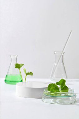 Erlenmeyer şişesi yeşil sıvı ile doldurulmuş, yuvarlak bir podyum ve Gotu kola yaprakları. Gotu kola (Centella asiatica) özetinin ürün sunumu için boş alan
