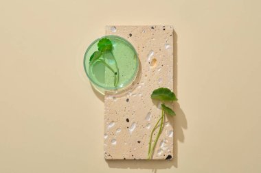 Taş bir podyumda sergilenen cam bir petri kabı yeşil sıvı ve taze Gotu kola yaprakları. Gotu kola 'dan çıkarılan ürünü tanıtmak için boş alan (Centella asiatica)