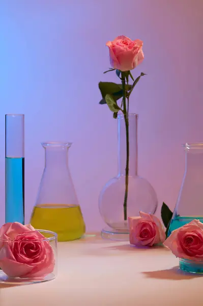 很少有玫瑰配上装有蓝色和黄色液体的实验室玻璃器皿 玫瑰中提取的精油为皮肤提供营养 — 图库照片