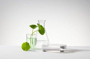 Erlenmeyer şişesi ve yuvarlak podyumla süslenmiş su ve gotik kola (Centella asiatica) içeren cam bir şişe. Kozmetik ürünü görüntülemek için boş alan
