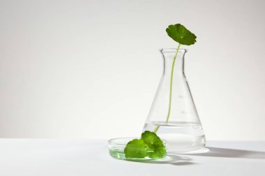 Beyaz arka planda bir Erlenmeyer şişesi ve bir cam petri kabı dolusu gotik kola yaprakları. Gotu kola 'dan elde edilen kozmetik ürünü tanıtmak için boş alan (Centella asiatica)