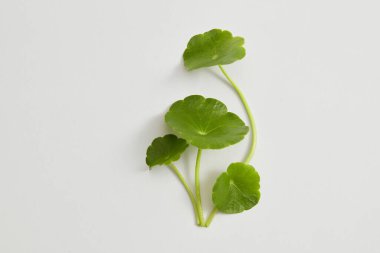 Gotu kola beyaz arka planda izole edildi. Gotu kola (Centella asiatica) bağışıklık sisteminizin iyi sağlık için desteklenmesine yardımcı olabilir