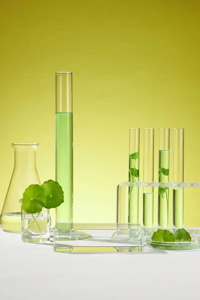 Gotu kola leaves with laboratory glassware and transparent podium with empty space to display cosmetic product extracted from Gotu kola (Centella asiatica). Tropical medical herbal plant concept.