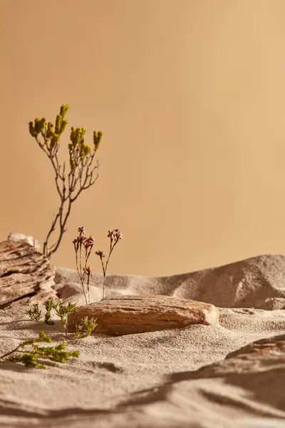 Front View Desert Scene Display Sand Trees Small Flowers Stone — Stock Photo, Image