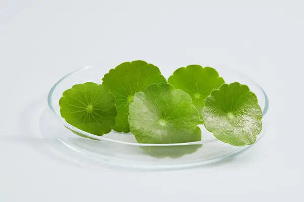 Glass Petri Dish Gotu Kola Centella Asiatica Placed Research Develop — Stock Photo, Image