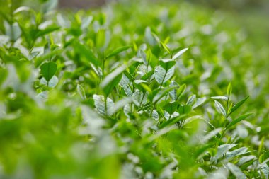 Güneş ışığında bir sürü yeşil çay yaprağı ve bulanık bir arka plan. sağlıklı doğa kavramları