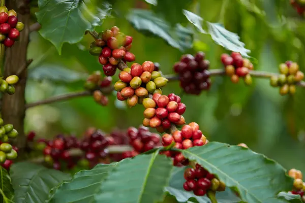 Kırmızı Kahve Dutlu Lüks Kahve Ağacı Kahveye Dayalı Ürün Reklamı — Stok fotoğraf