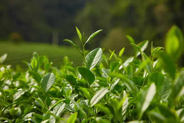 新鮮な緑茶の葉の多くは ぼやけた背景を持つ日光に残っています 自然と新しいコンセプト 緑茶の葉の健康的な利点 — ストック写真
