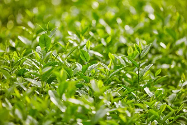 Brilliant Garden Green Tea Leaves Front Camera Angle Healthy Nature — Stock Photo, Image