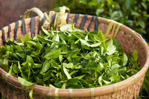 Wiele Liści Zielonej Herbaty Ułożone Koszu Bambusa Promocji Produktów Ekstrahowanych — Zdjęcie stockowe
