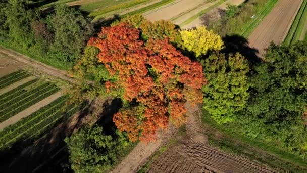Luftaufnahme Eines Zoom Aus Einem Bunten Baum Autunm Drohnenaufnahmen Deutschland — Stockvideo