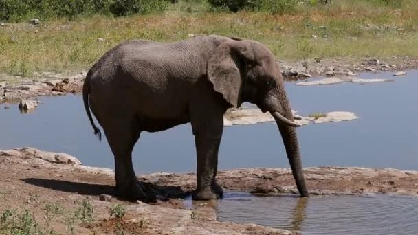 Elephant Zwemmen Lichaamsverzorging Met Water Modder Zijn Huid Beschermen Etosha — Stockvideo