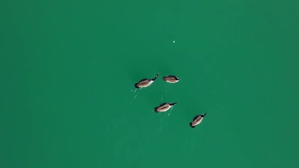 Groupe Canards Sauvages Pagayant Dans Étang Carrière Turquoise Vidéo Aérienne — Video