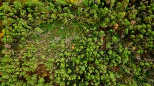ドイツの混合林における干ばつや激しい嵐による森林の死の空中ビュー — ストック動画