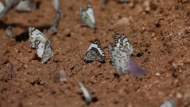 Білий Метелик Живиться Венами Намагається Збирати Сіль Землі Парк Етоша — стокове відео
