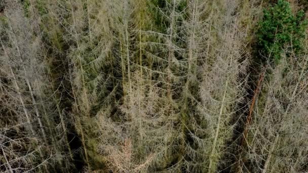 Topdown Ascendente Aérea Acima Uma Floresta Desbastada Árvores Mortas Devido — Vídeo de Stock