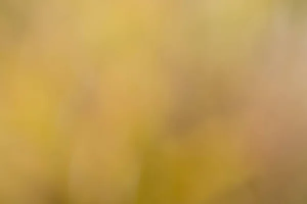Authentic saturated natural colors with a yellow and beige tone gradient from a very blurred photo in the garden as a background