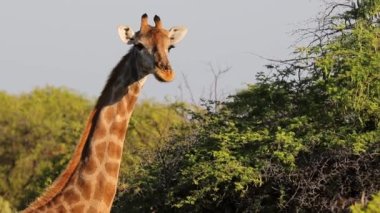 Büyük bir zürafa, Etosha Ulusal Parkı, Namibya, Afrika 'daki bir ağaçtan gelen akasya yapraklarını diliyle yer.