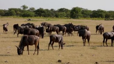 Afrika 'daki Namibya, Etosha Ulusal Parkı' nda safari gezisinde büyük bir antilop sürüsü içinde üremek için birbirlerini avlıyorlar.