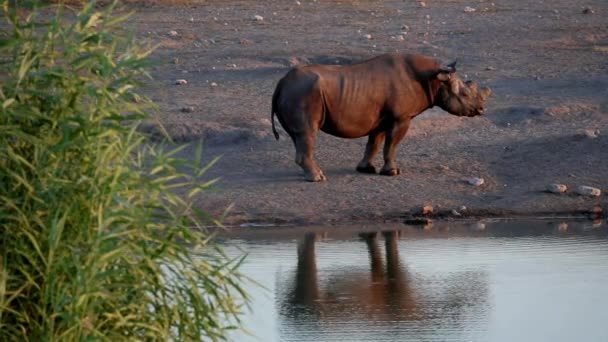Poderoso Rinoceronte Bebe Agua Punto Agua Parque Nacional Etosha Namibia — Vídeo de stock