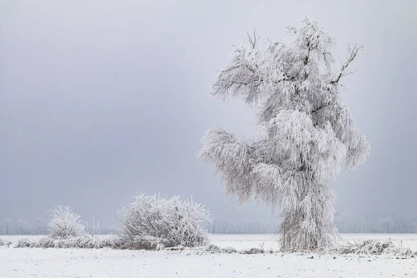 Beautiful iced tree in snowy landscape in winter, Germany