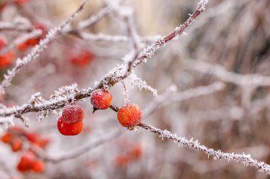 Buzlu bir dalda kışın buzdan kristallerle süslenmiş çok sayıda süs elması.