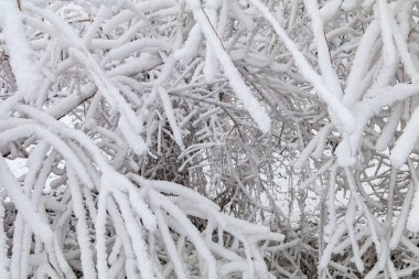 Kışın soğuğunda pamuk şeker gibi ağaçtan derin karlı dallar
