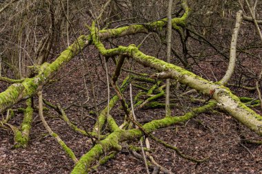 Focus stacking image of branches overgrown with moss from a tree in the forest in winter, Germany