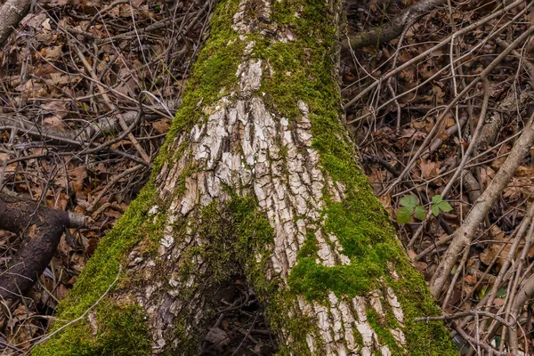 A branching tree trunk with moss with high depth of field in front of branches and leaves on the forest floor