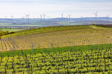 Countless wind turbines of an onshore wind farm next to fields and vineyards in Rhineland-Palatinate clipart