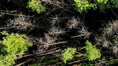 Aerial zoom in footage with coniferous forest affected by strong winds during a storm