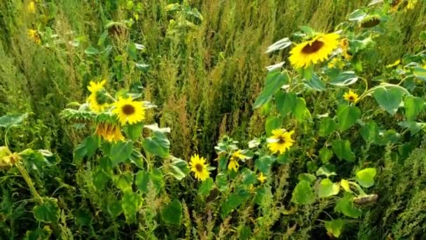 Field Yellow Seed Flowers Growing Wildly Agricultural Field Summer — Vídeo de Stock