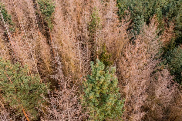 Aerial view of tree mortality due to drought, insects or disease with diseased and dead trees in the forest