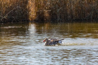A mallard duck is cleaning itself in a natural body of water with flapping wings and many drops of water, Germany