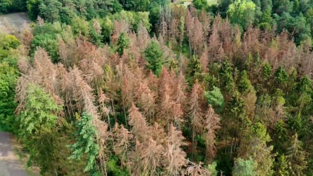森林被猛烈性的树皮甲虫破坏 导致无人侦察机从空中看到的森林被毁 — 图库视频影像