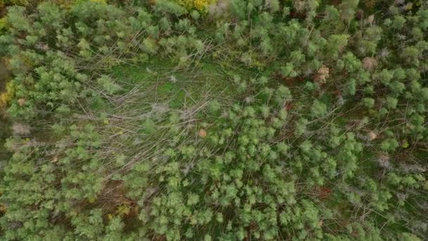 上空からドローンの視点によって見られる極端な天候によって根こそぎにされ 切り取られたドイツの森の中の多くの木 — ストック動画