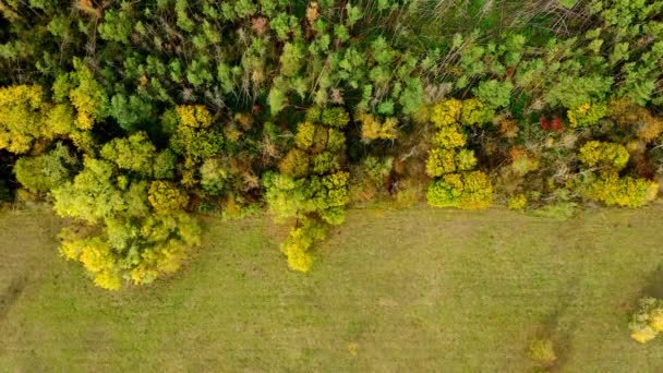 Aerial Video Footage Storm Affected Forest Edge Field Dry Summer — Stock Video