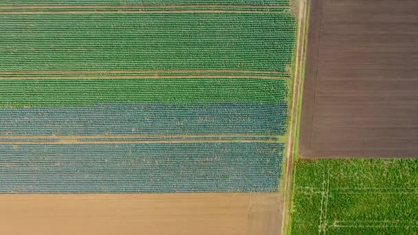 Different Colors Patterns Vegetable Cabbage Fields Fields Plowed Already Zoom — Vídeo de Stock