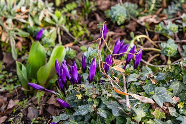 Blumenbeet Mit Grünen Pflanzen Und Lila Krokussen Frühling Von Der — Stockfoto
