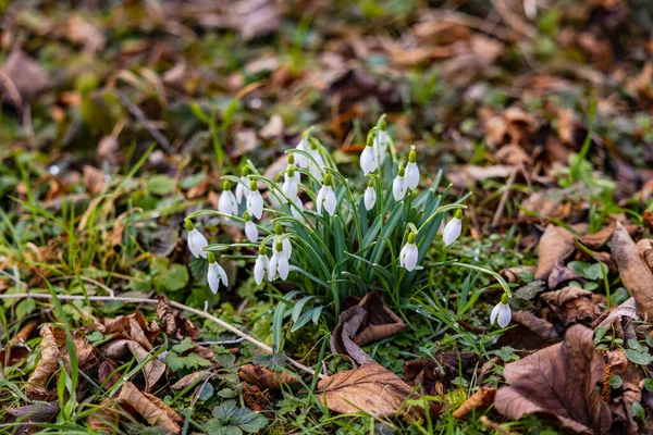 White Snowdrop Plants Bring Picturesque Change Green Winter Meadow — Stock Photo, Image