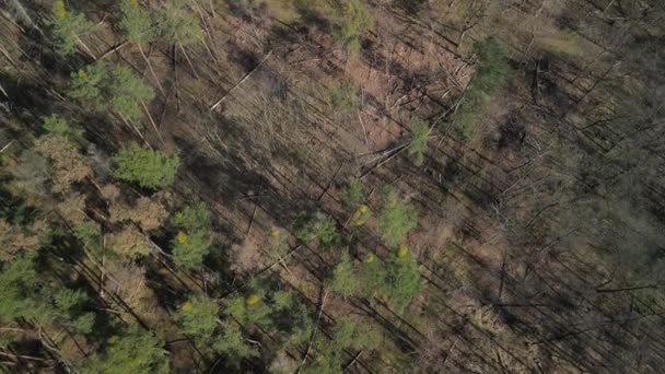 一个交通繁忙的高速公路上 俯瞰着一个森林凋零的病林的无人机摄像盘 — 图库视频影像