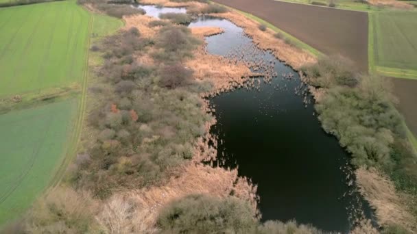 Vídeo Aéreo Cuerpo Agua Rodeado Campos Cañas Con Aves Una — Vídeos de Stock