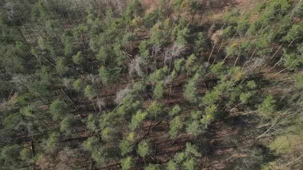Съемка Воздушного Обзора Лесного Пожара Больными Упавшими Деревьями Засухи Шторма — стоковое видео