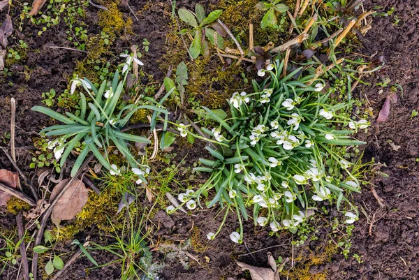 Top View Blooming Snowdrops Beginning Year Still Winter — Stock Photo, Image