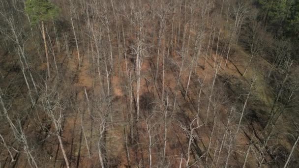 Nemoci Sucho Způsobují Úhyn Stromu Úhyn Lesa Nemocných Poškozených Stromech — Stock video