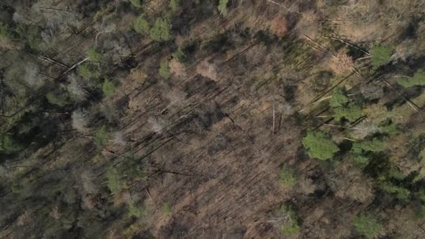 病気と干ばつは木の死と森林の死を引き起こします病気や損傷した木 空中ビュー — ストック動画