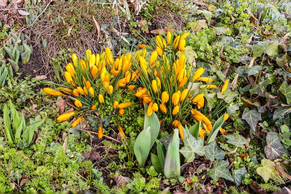 Bed Green Plants Yellow Crocuses Spring Half — Stock Photo, Image